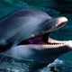Image for article titled Why dolphins, cats, and other carnivores can't taste sweets
